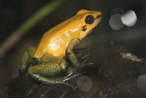d terribilis3